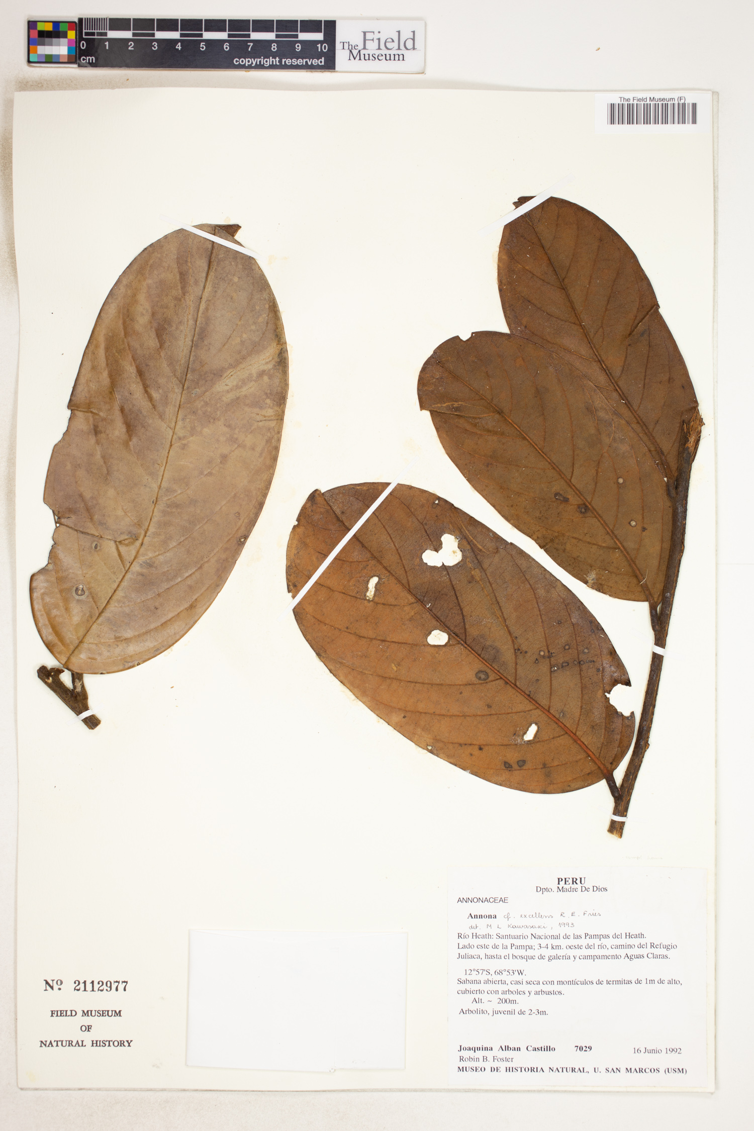 Annona excellens