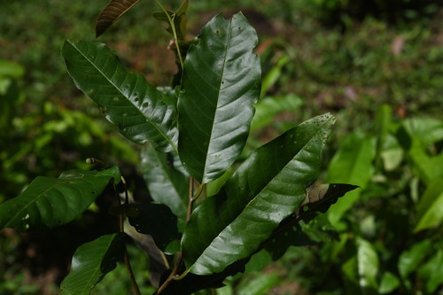 Annona exsucca (Juiceless annona) — photo