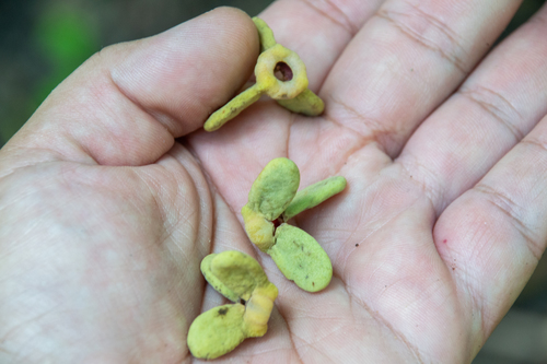 Annona exsucca