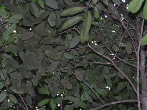 Annona foetida (Foetid annona) — photo