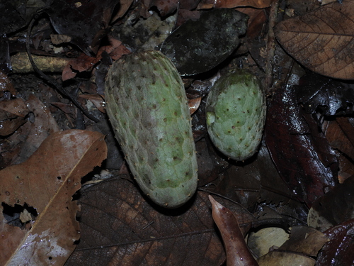 Annona foetida (Foetid annona) — photo