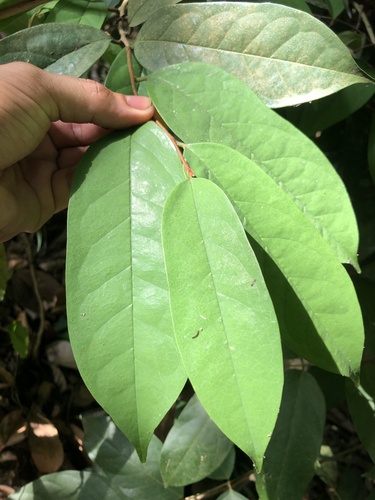 Annona foetida