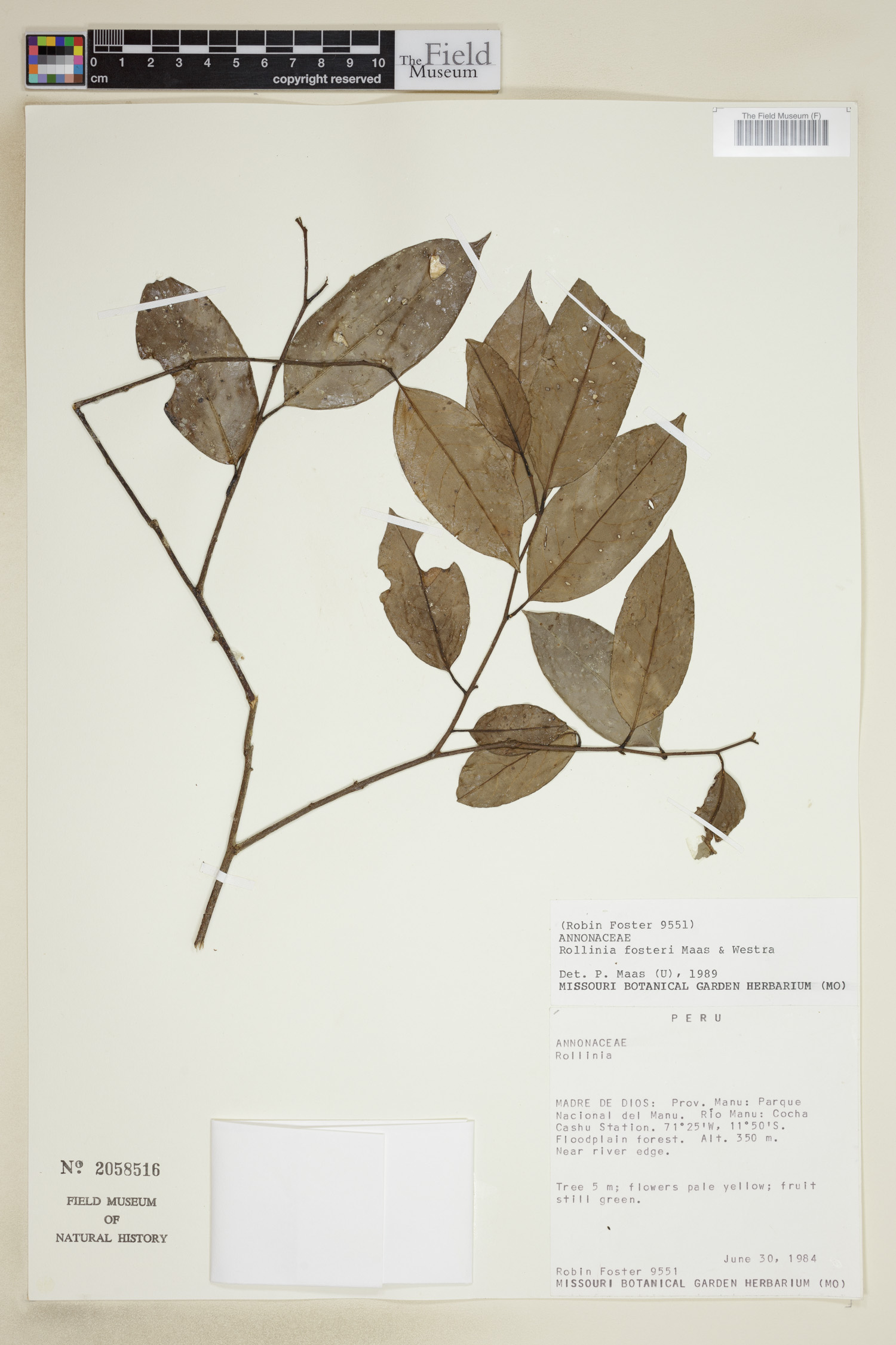 Annona fosteri (Foster annona) — photo