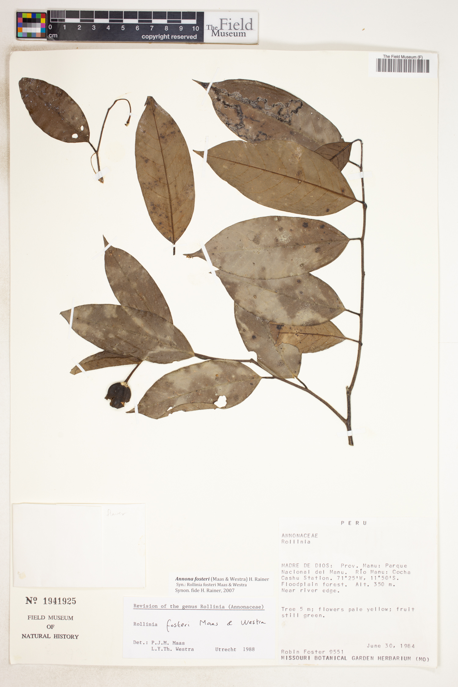 Annona fosteri (Foster annona) — photo