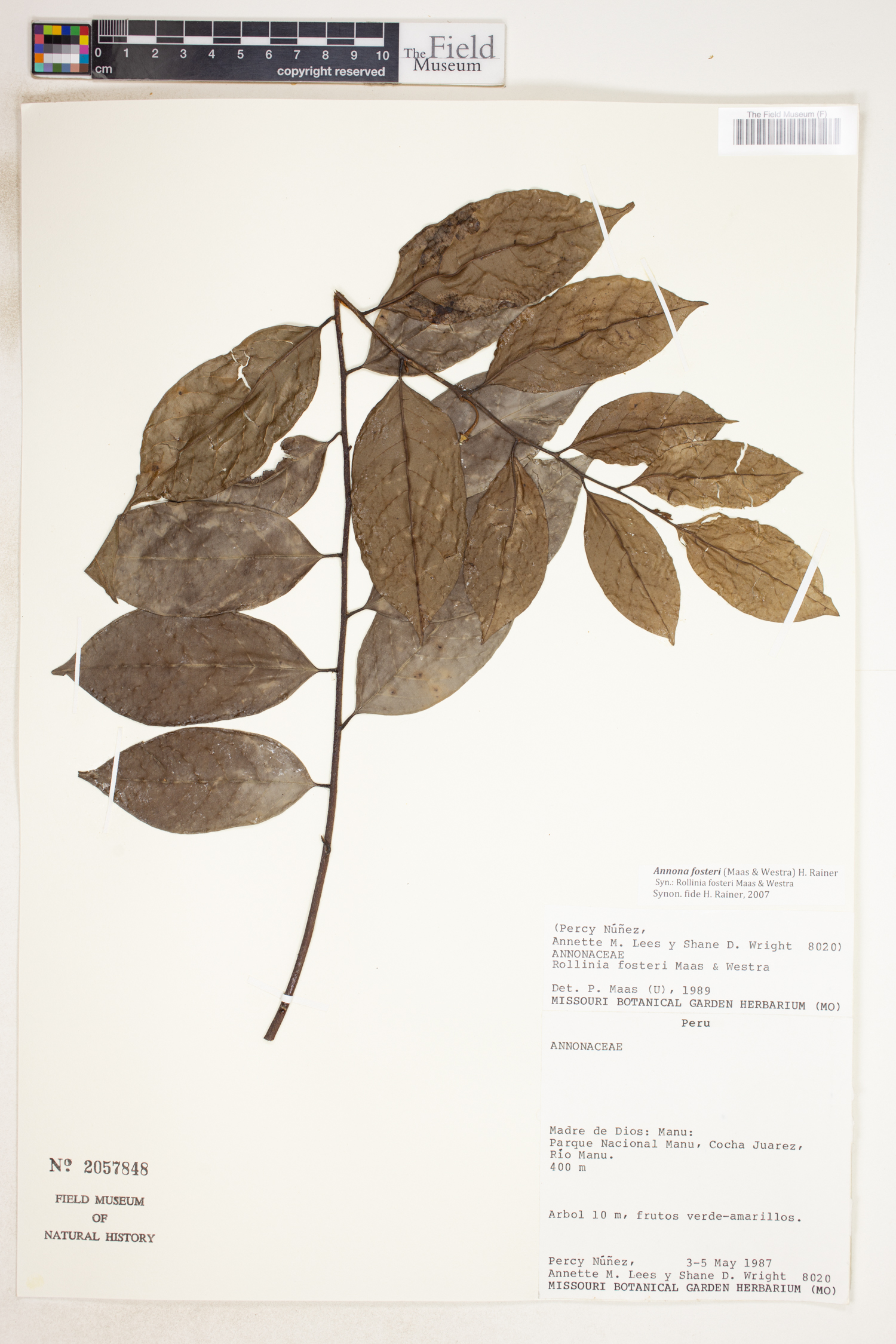 Annona fosteri