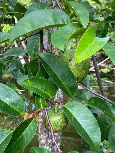 Annona glabra (Pond apple) — photo