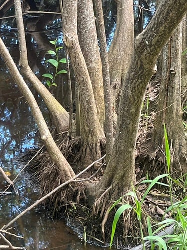 Annona glabra (Pond apple) — photo