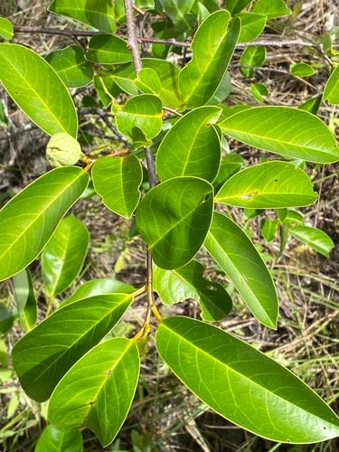 Annona glabra