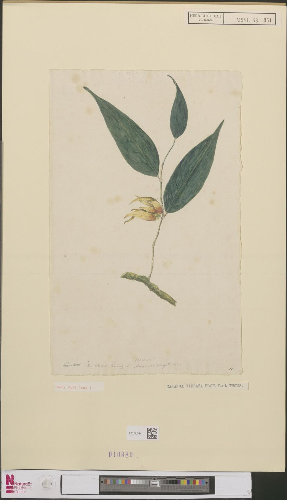 Annona glauca