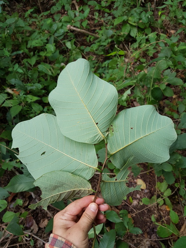 Annona holosericea (Silky annona) — photo