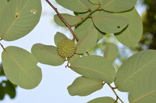 Annona holosericea
