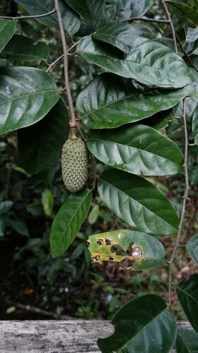 Annona hypoglauca (Anonilla) — photo