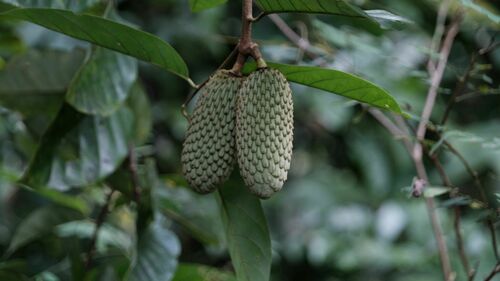Annona hypoglauca (Anonilla) — photo