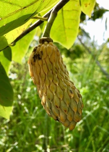 Annona hypoglauca