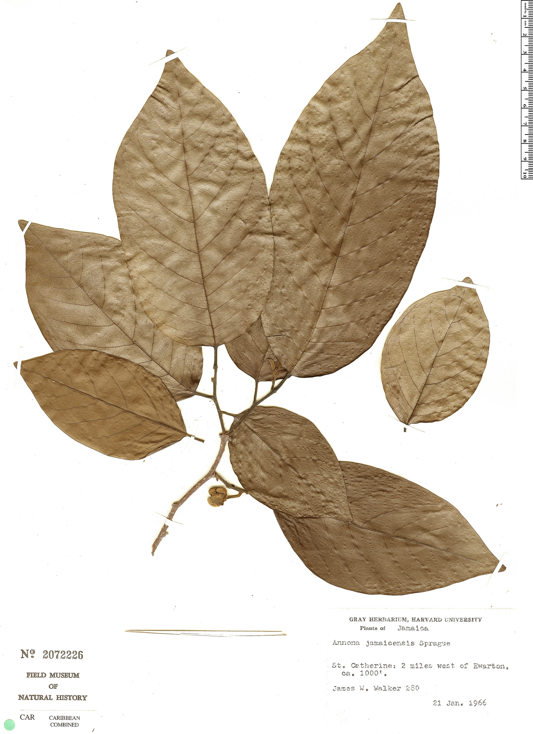 Annona jamaicensis