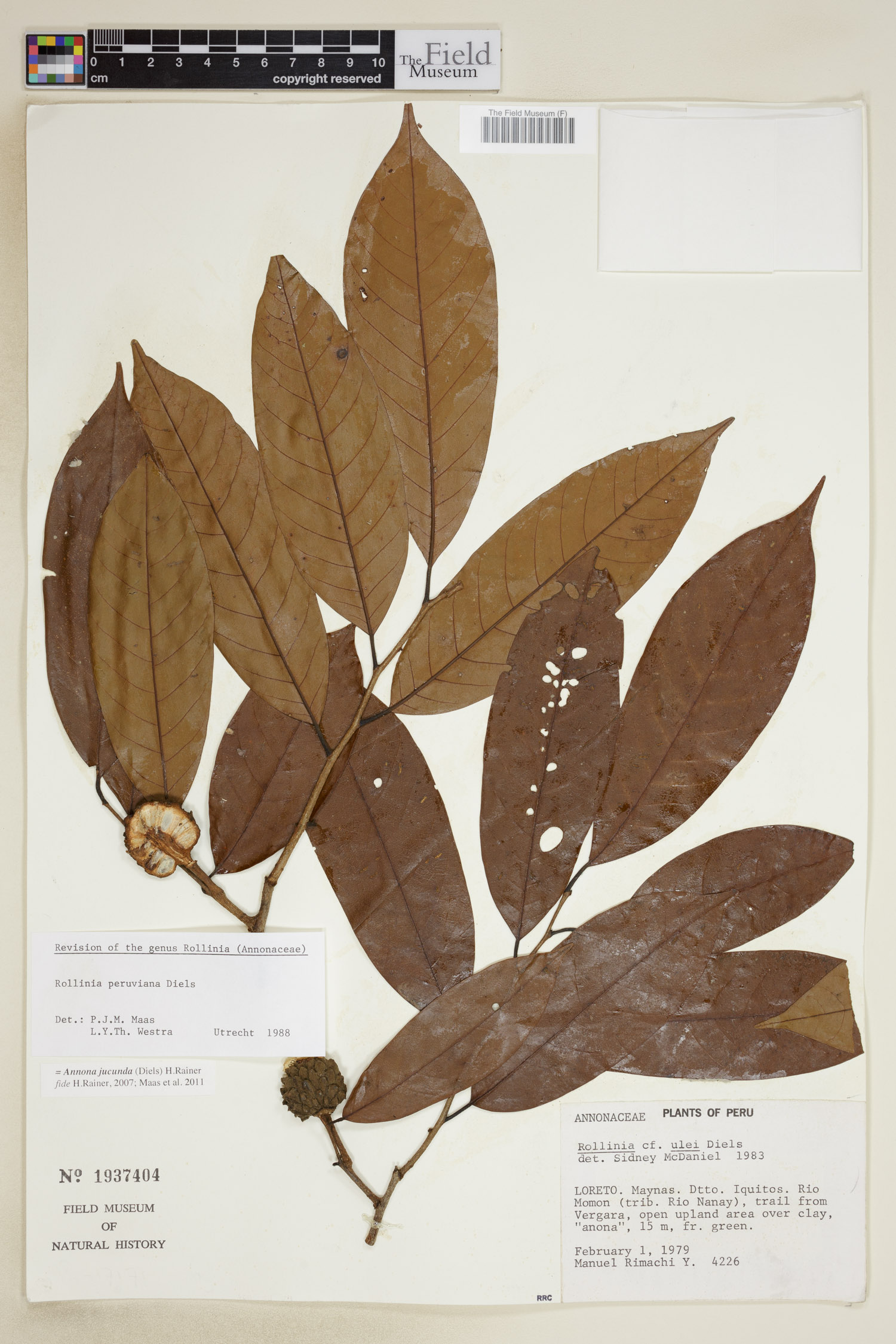 Annona jucunda (Pleasing annona) — photo