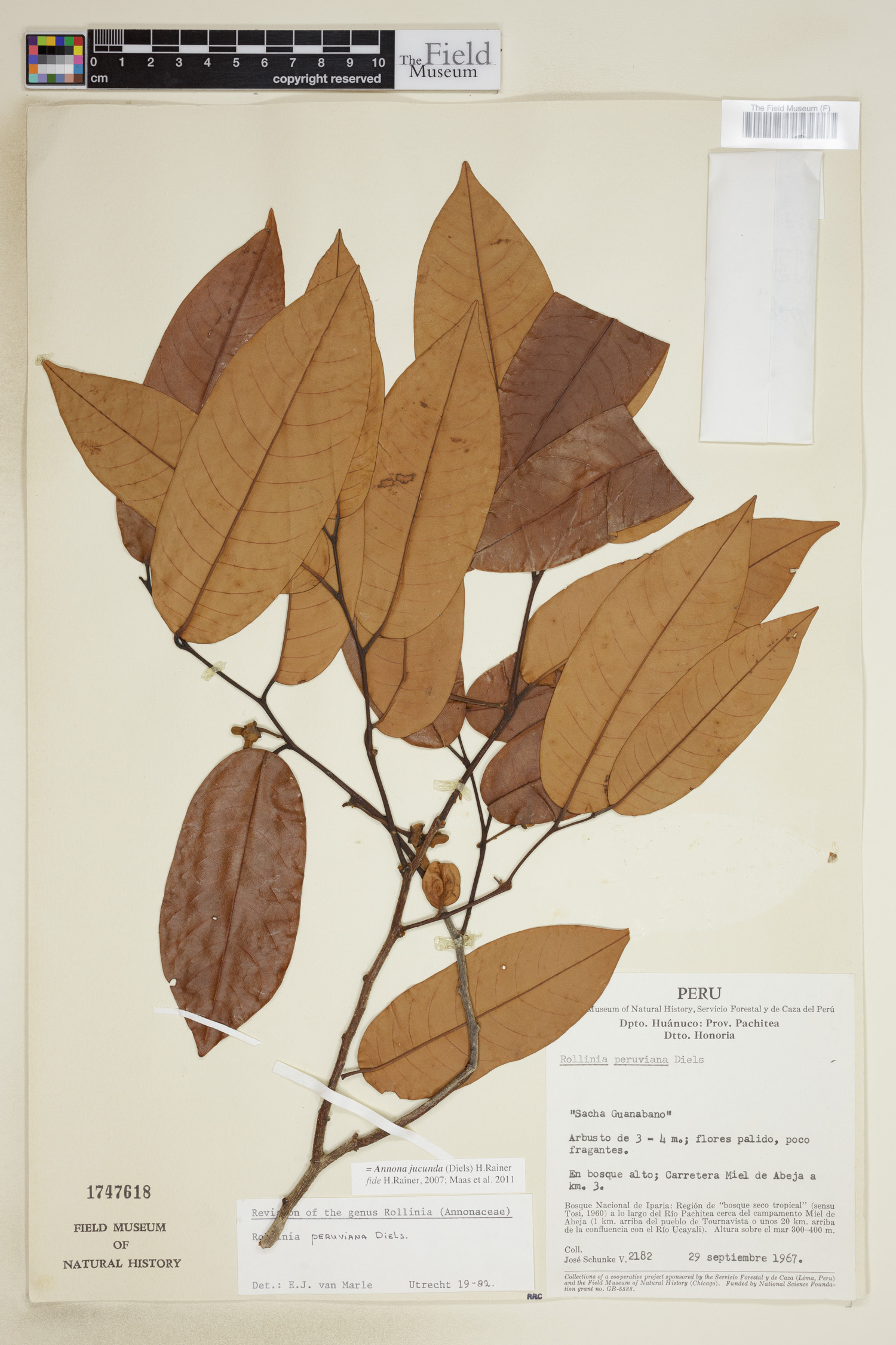 Annona jucunda (Pleasing annona) — photo