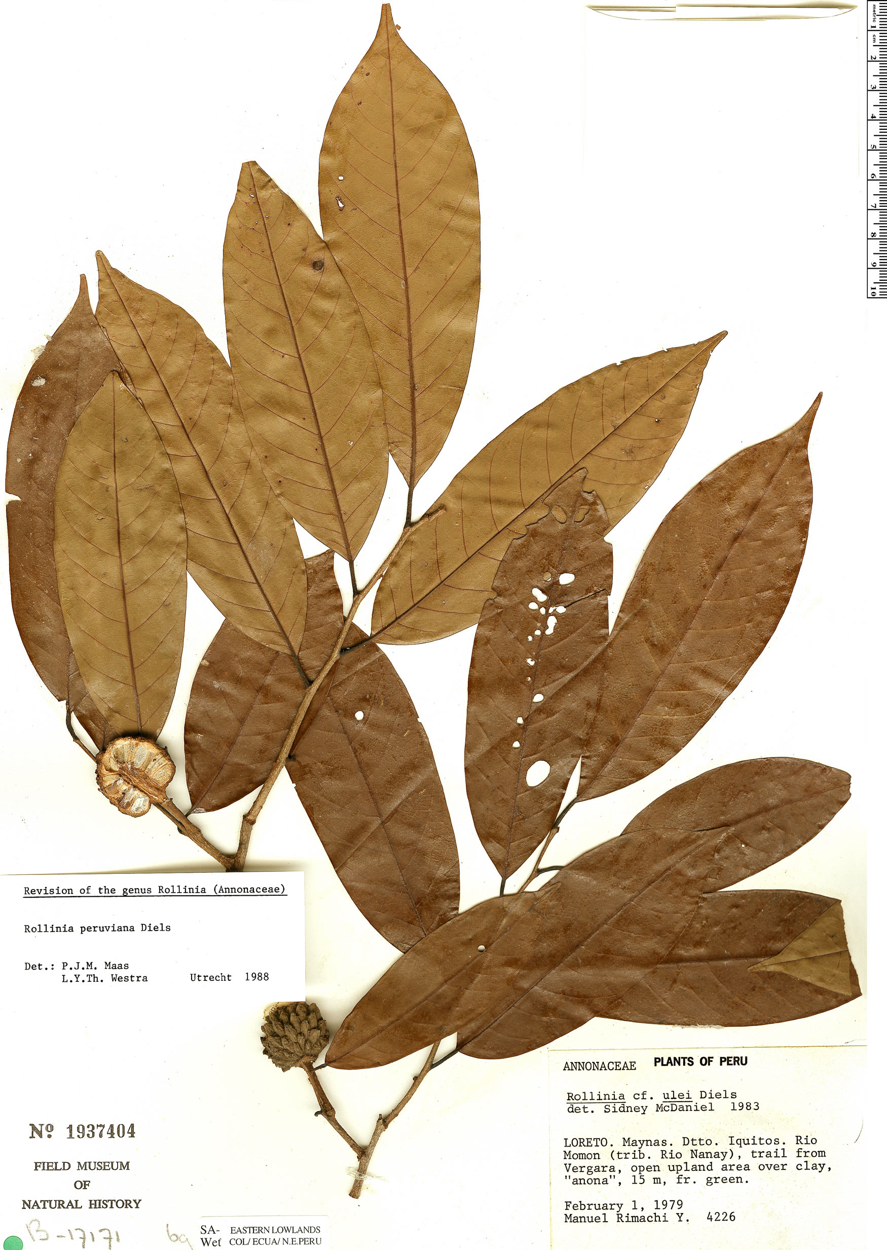 Annona jucunda