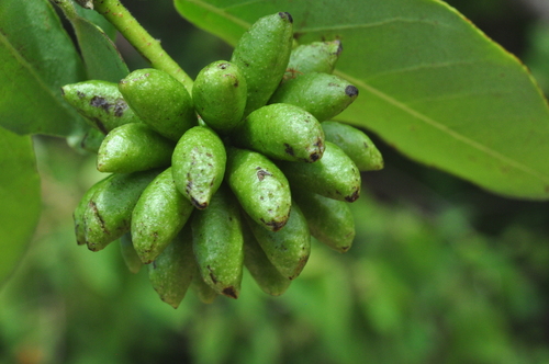 Annona leptopetala — photo