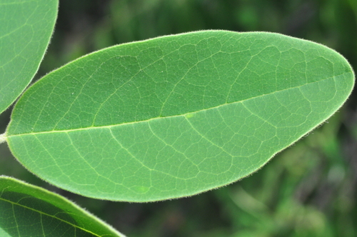 Annona leptopetala — photo