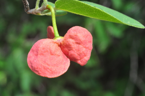 Annona leptopetala