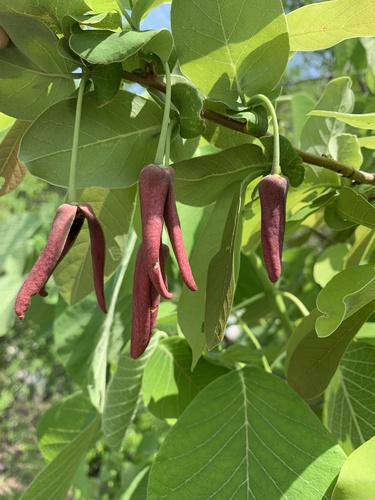 Annona macroprophyllata (Ilama) — photo