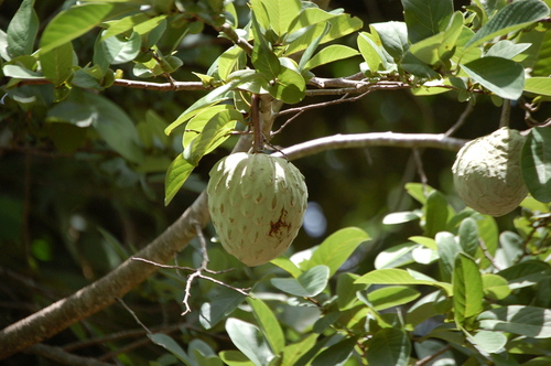 Annona macroprophyllata (Ilama) — photo