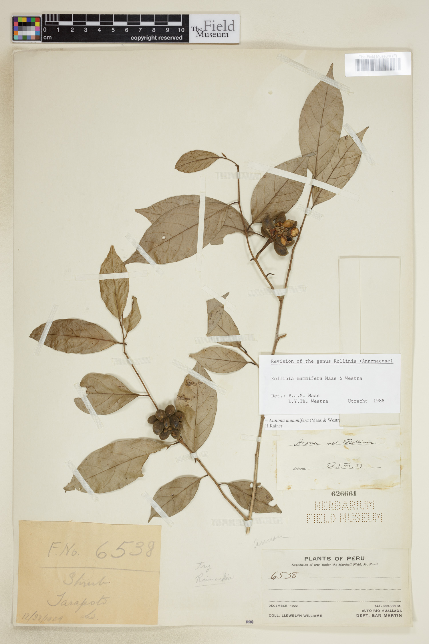Annona mammifera (Mammilate annona) — photo