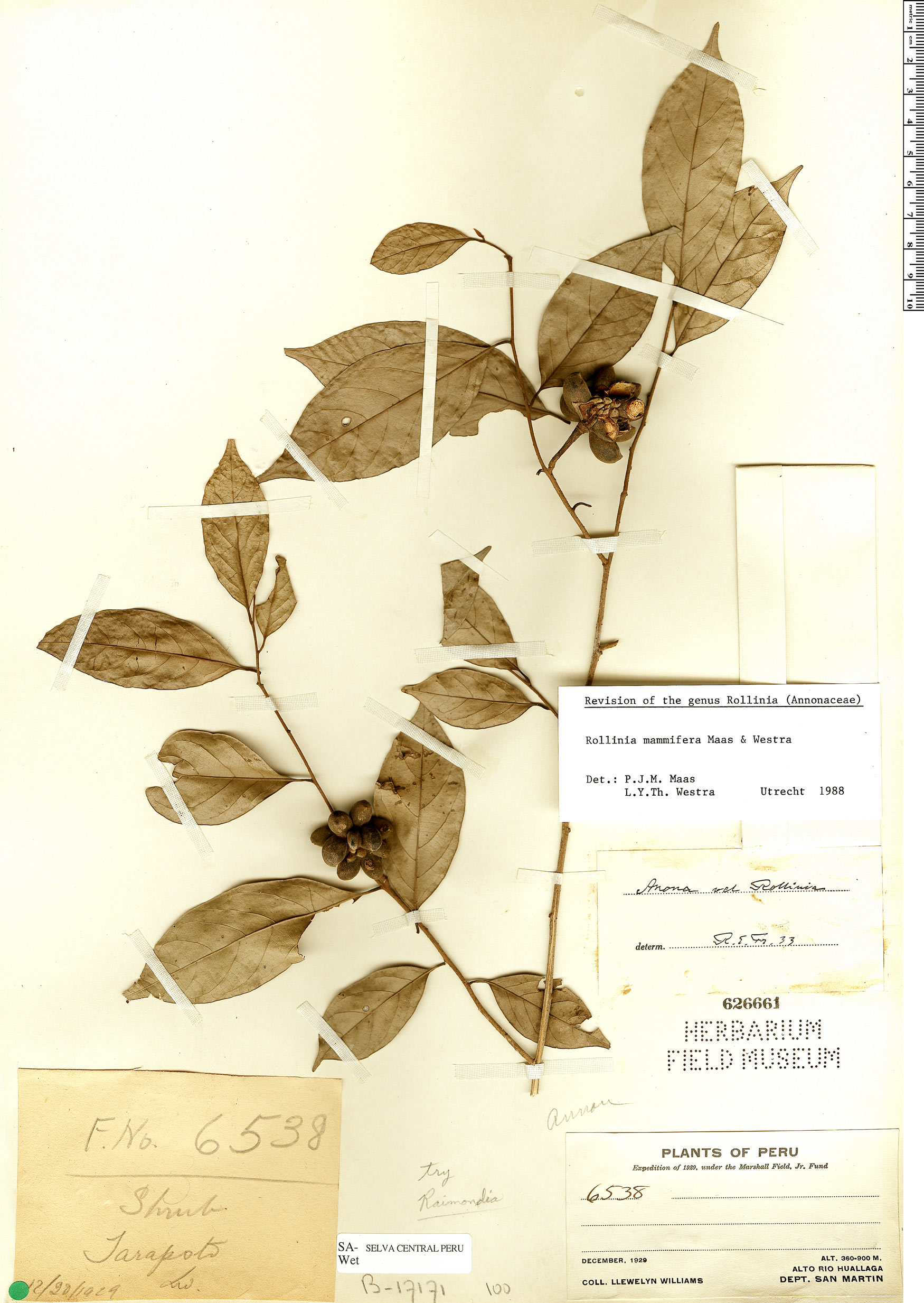 Annona mammifera