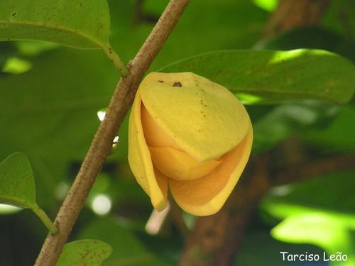 Annona montana (Mountain soursop) — photo