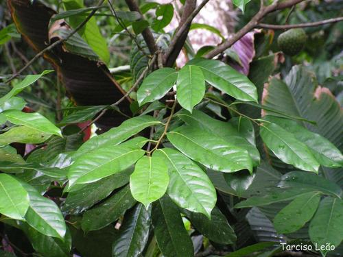 Annona montana (Mountain soursop) — photo