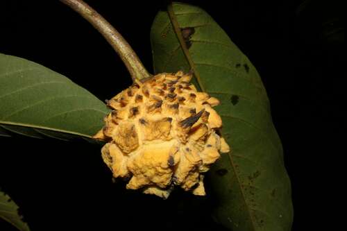 Annona mucosa (Slimy annona) — photo