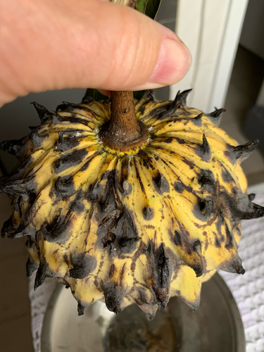 Annona mucosa (Slimy annona) — photo