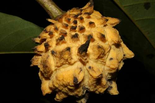 Annona mucosa