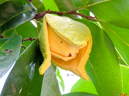 Annona muricata (Soursop) — photo