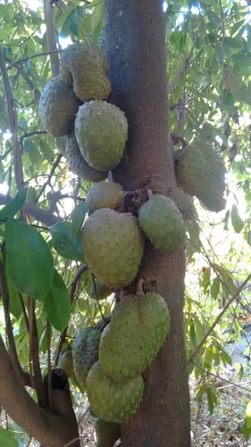 Annona muricata (Soursop) — photo