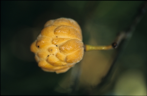 Annona neochrysocarpa — photo