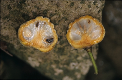 Annona neochrysocarpa — photo