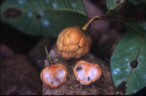 Annona neochrysocarpa
