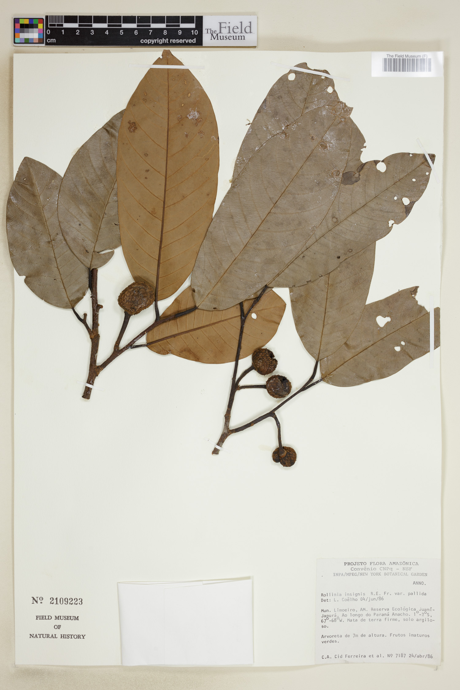 Annona neoinsignis