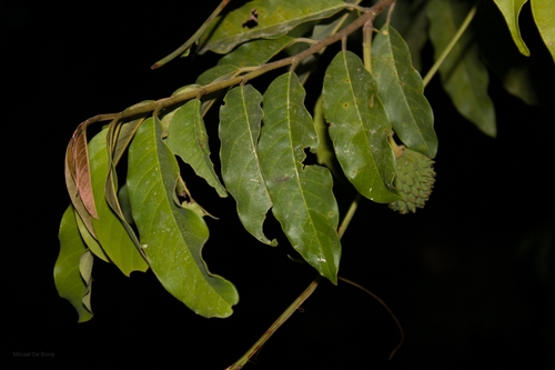 Annona neosericea (Pecanine annona) — photo