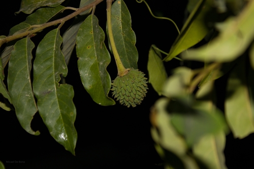 Annona neosericea (Pecanine annona) — photo