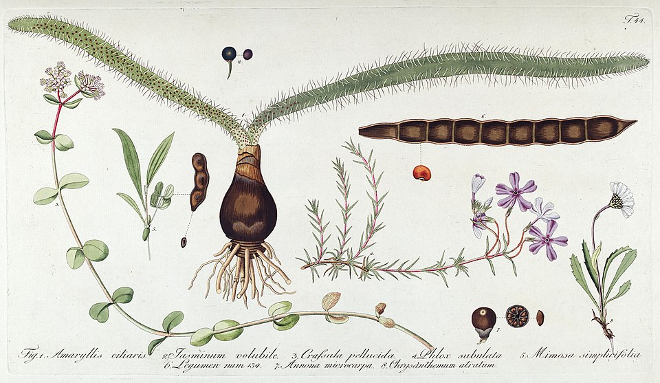 Annona neoulei