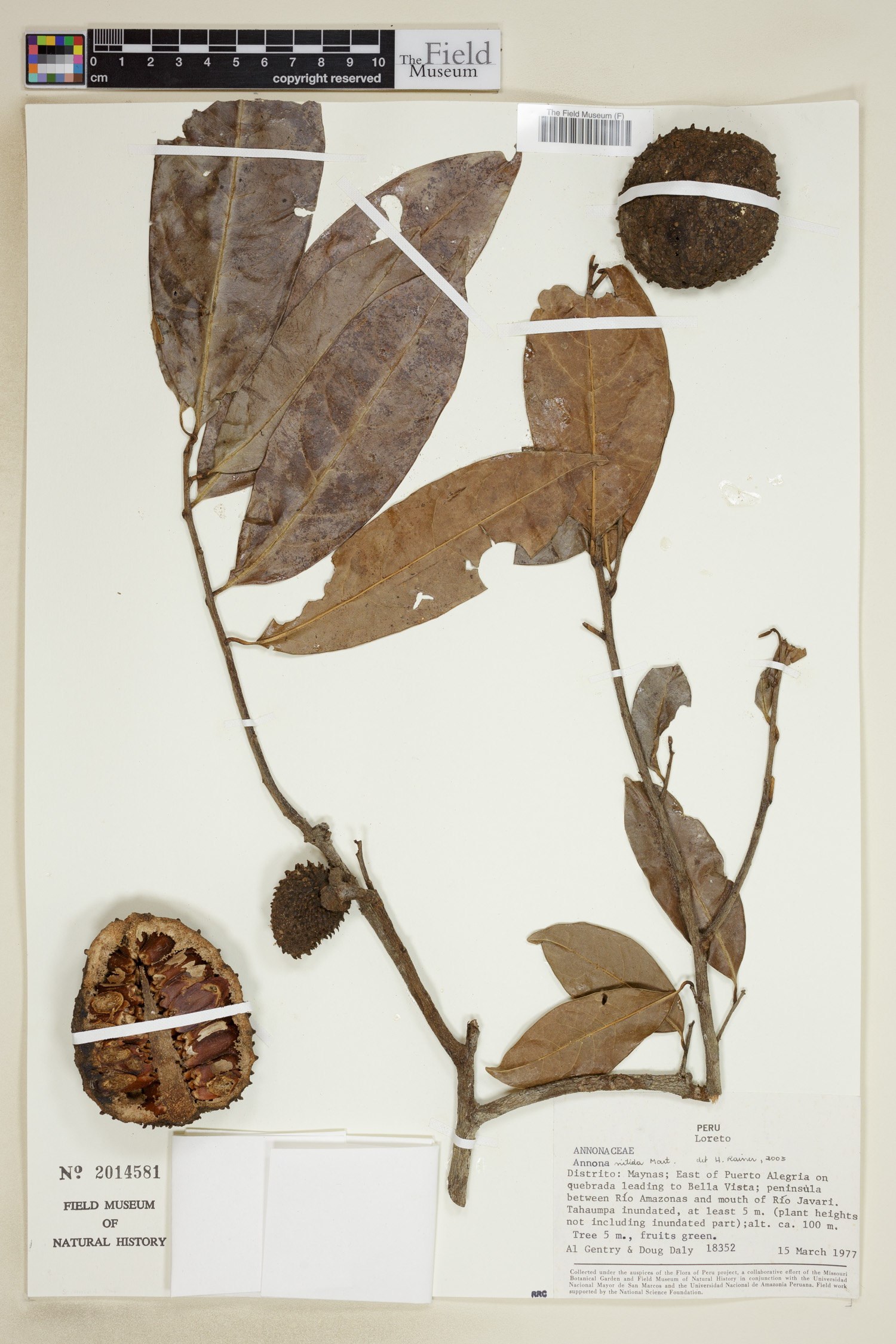 Annona nitida (Anonilla) — photo