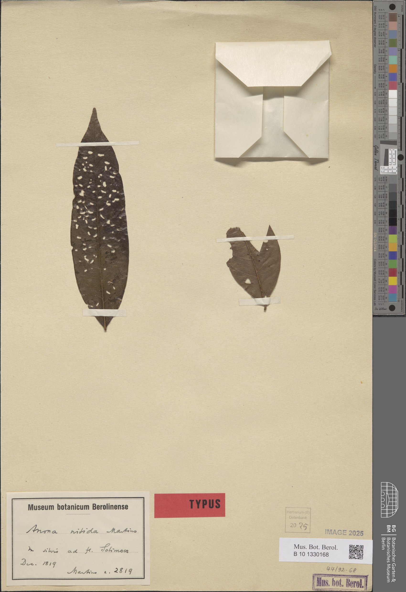 Annona nitida (Anonilla) — photo