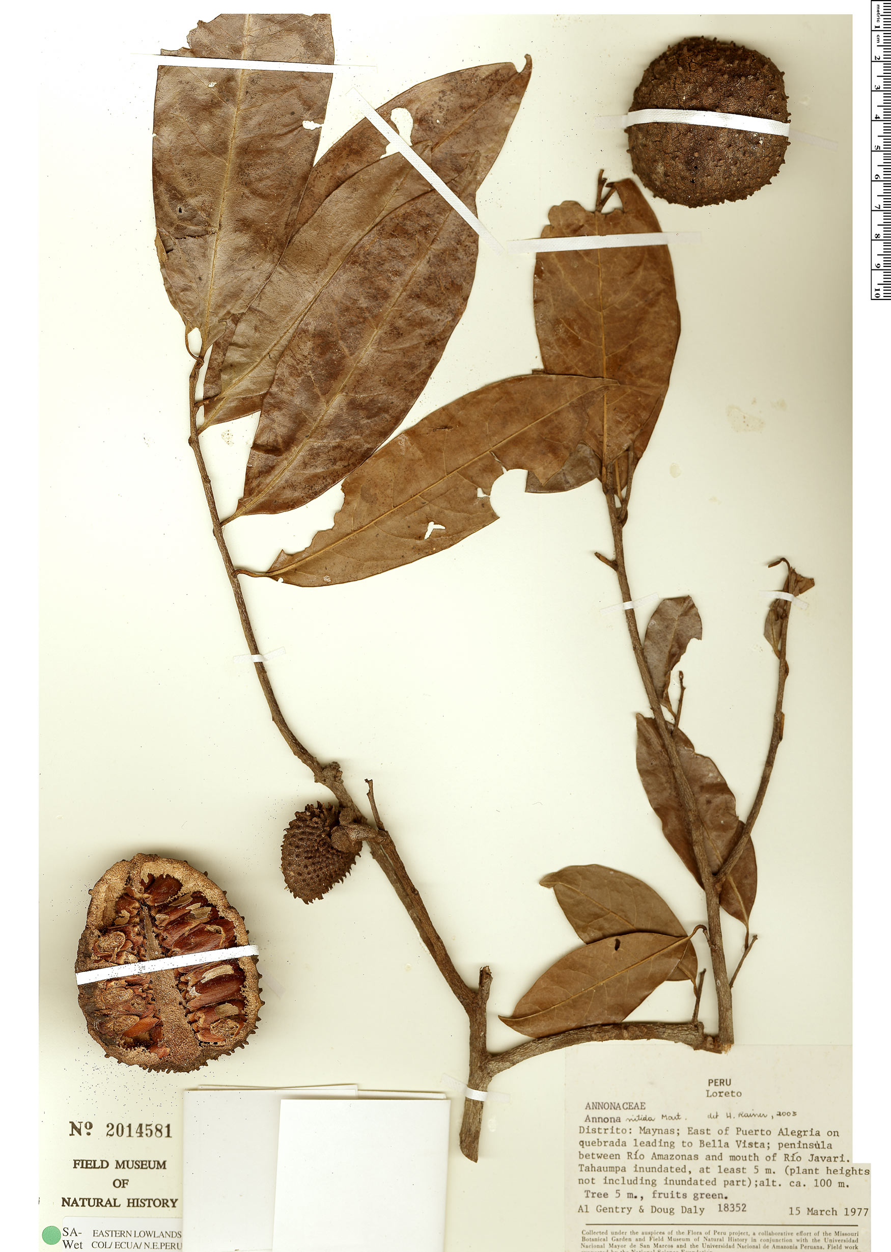 Annona nitida (Anonilla) — photo