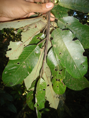 Annona papilionella