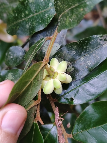 Annona parviflora (Restinga araticum) — photo