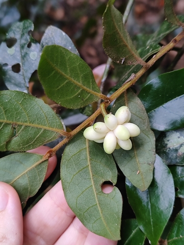 Annona parviflora (Restinga araticum) — photo