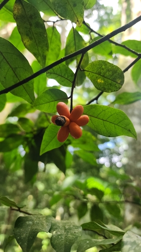 Annona parviflora